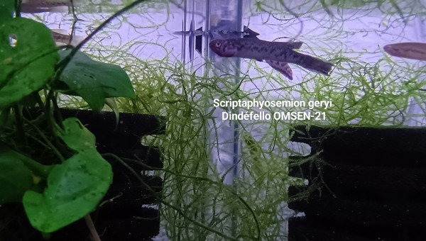 Scriptaphyosemion geryi Dindéfello OMSEN-21