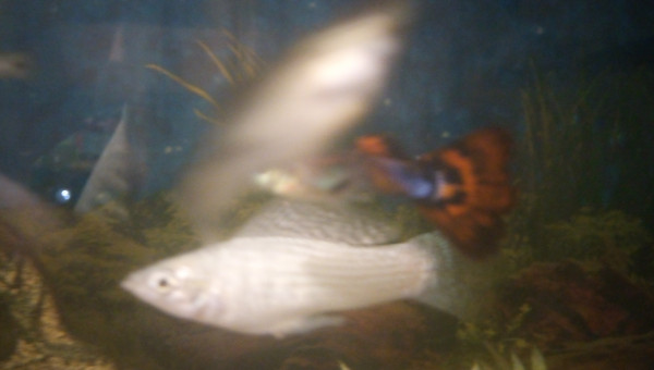 crystal danube et un petit