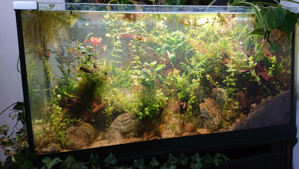 Fangorn Forest  J+16