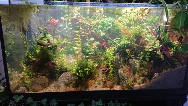 Fangorn Forest  J+16