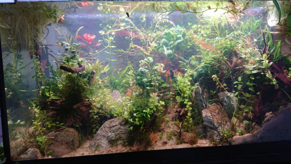 Fangorn Forest  J+17