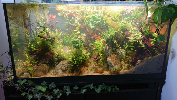 Fangorn Forest  J+17