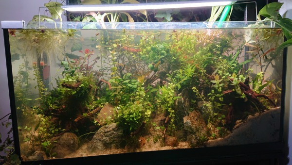 Fangorn Forest  J+17