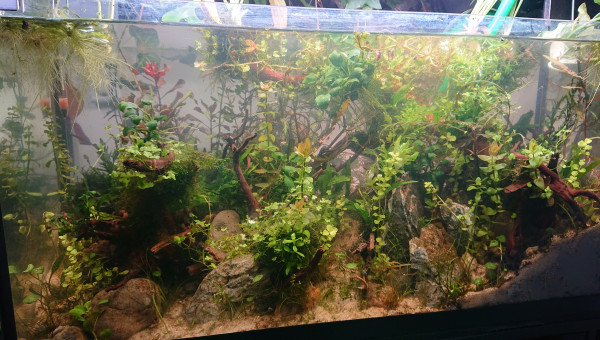 Fangorn Forest  J+17