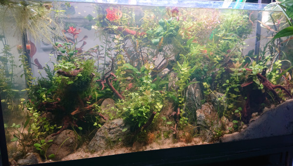 Fangorn Forest  J+19