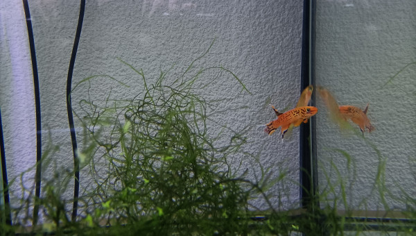 Aphyosemion australe doré