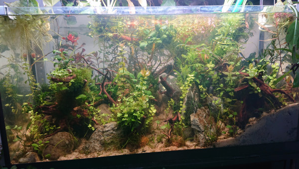 Fangorn Forest  J+19