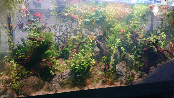 Fangorn Forest  J+20