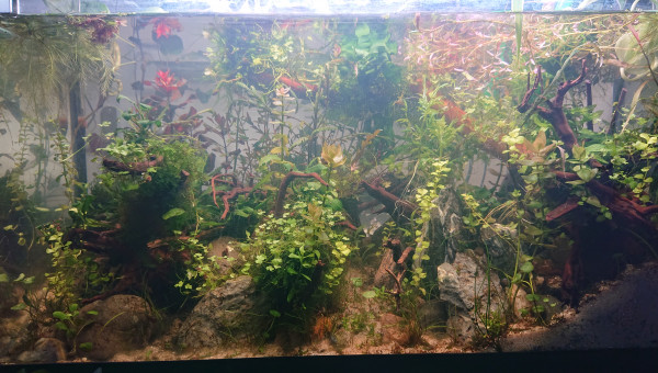 Fangorn Forest  J+22