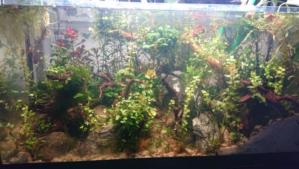 Fangorn Forest  J+21