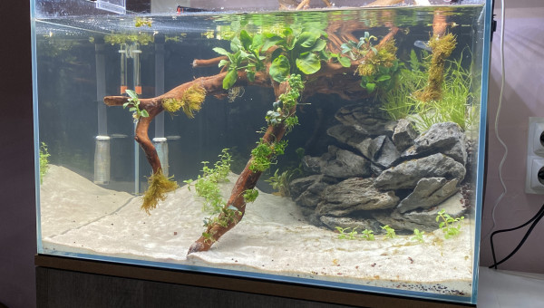 Première plantation