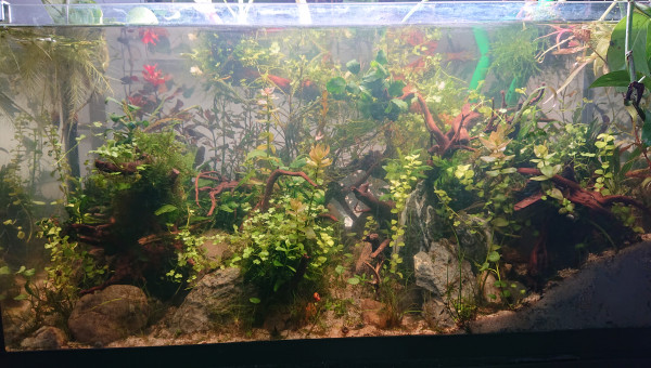 Fangorn Forest  J+23