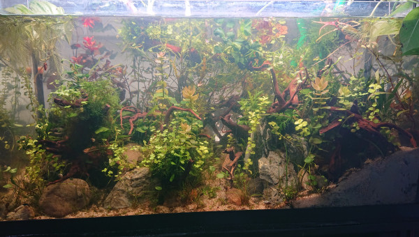 Fangorn Forest  J+24