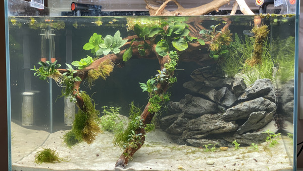 Deuxième vague de plantations