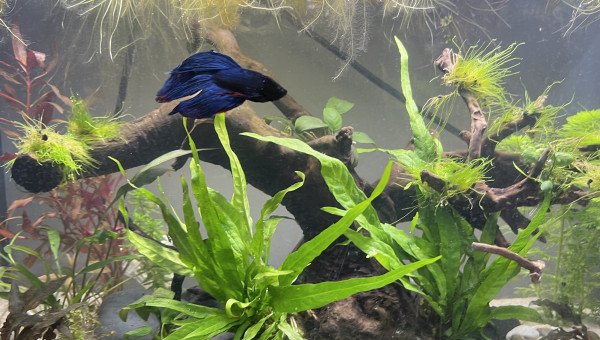 Nouveau décor pour le combattant