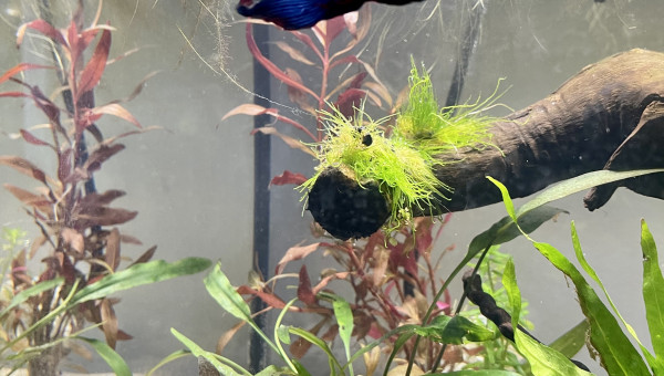 Nouveau décor pour le combattant