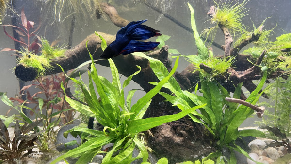 Nouveau décor pour le combattant