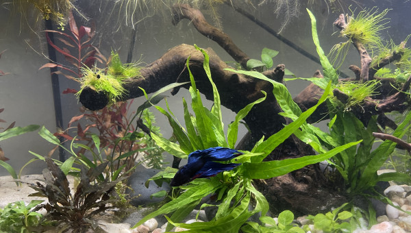 Nouveau décor pour le combattant