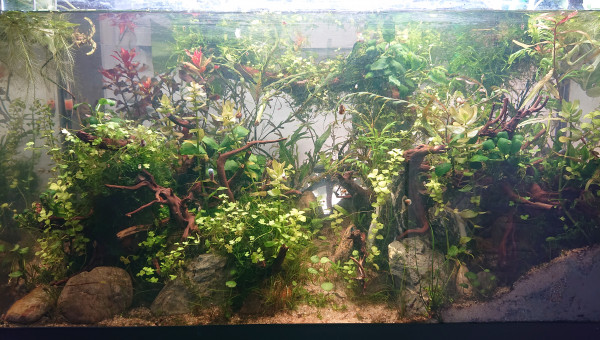 Fangorn Forest  " Un mois " - Clôture des expérimentation du Fisher Tank.