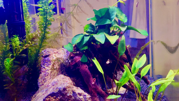 35 L - Communautaire