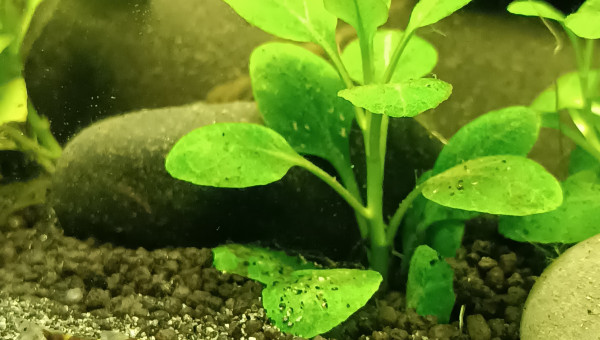 Pas si timides ces kuhlii