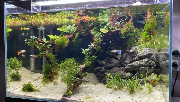 Les femelles guppies sont arrivées