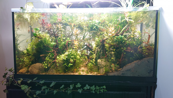 Filtration 100% par les plantes .