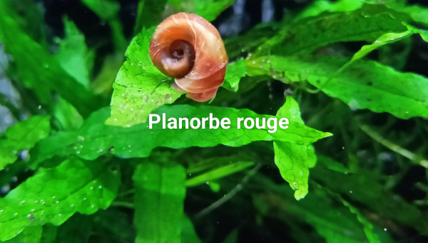 Planorbe rouge