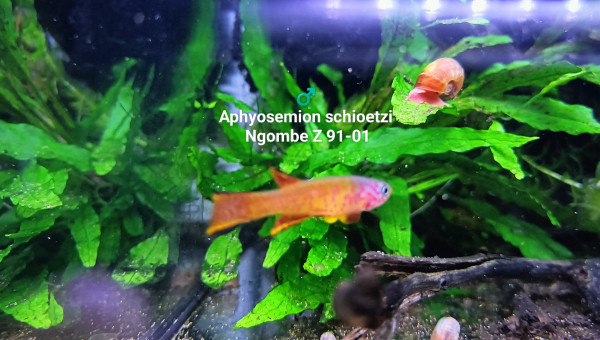 Aphyosemion schioetzi Ngombe Z 91-01