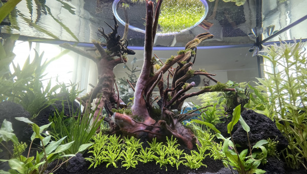 Salvinia  en progressions