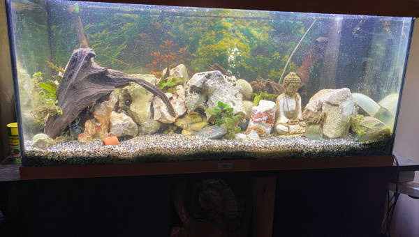 Mon aquarium