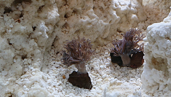 Introduction des xenia pumping