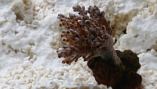 Introduction du capnella