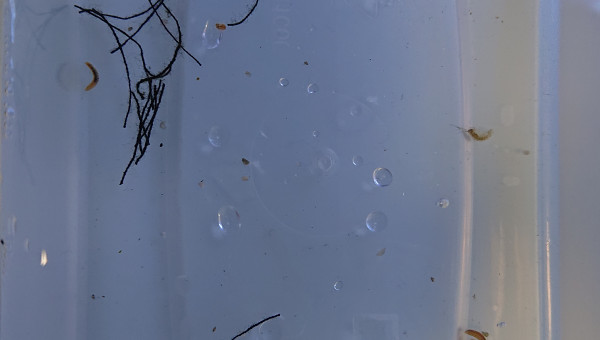 Le résultat du corzlRX