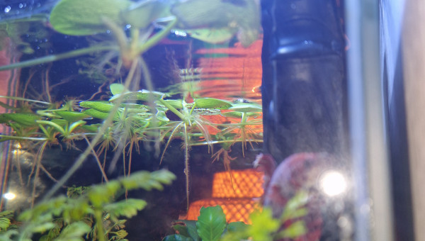 Petite coupe des grenouilette