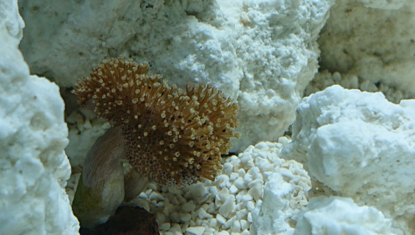 Introduction du sarcophyton