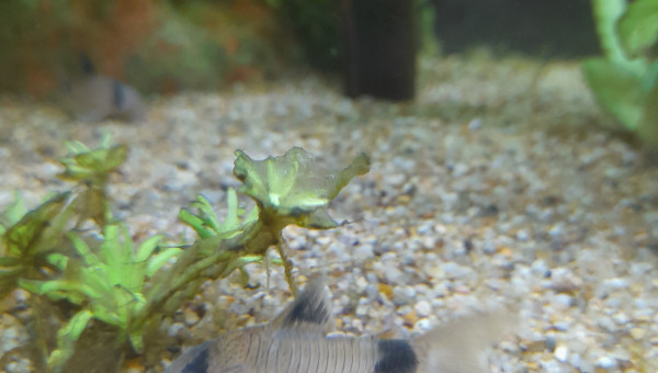 Corydora panda