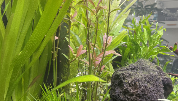 Hygrophila augustifolia red