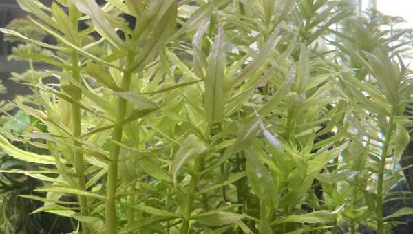 Limnophila aromatica