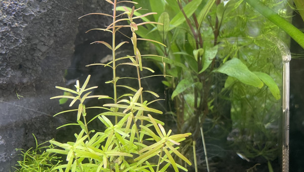 Rotala rotundifolia