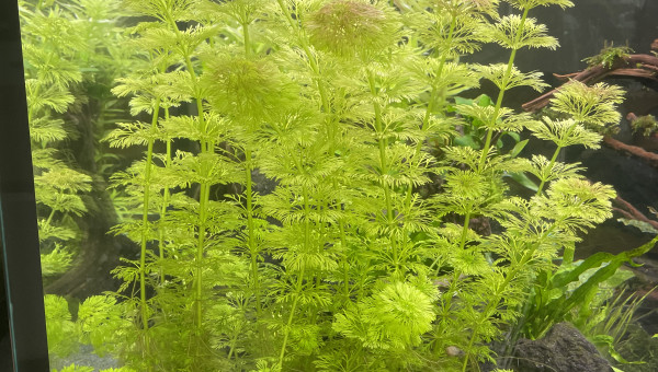 Limnophila  aquatica