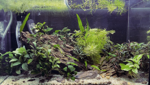 aquarium bucephalandra