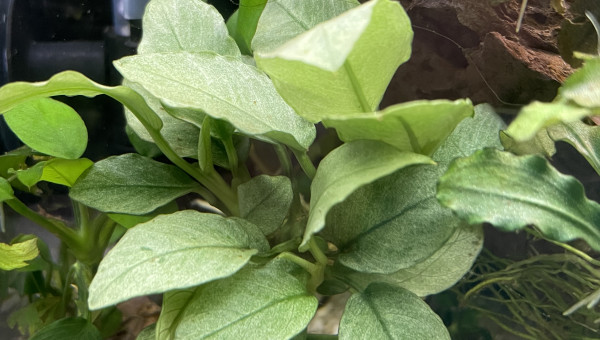 aquarium bucephalandra