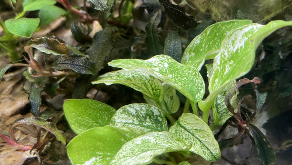 aquarium bucephalandra