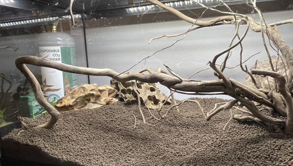 Mise en eau de Killi Watch