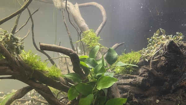 Mise en eau de Killi Watch