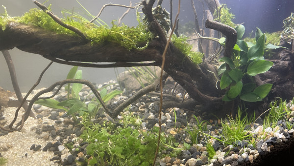 Mise en eau de Killi Watch