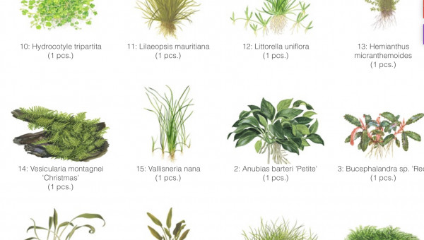 Mise en eau de Killi Watch