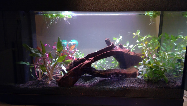 Jour 0 : Mise en eau