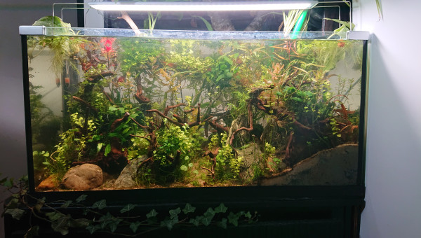 Les cornes du diable